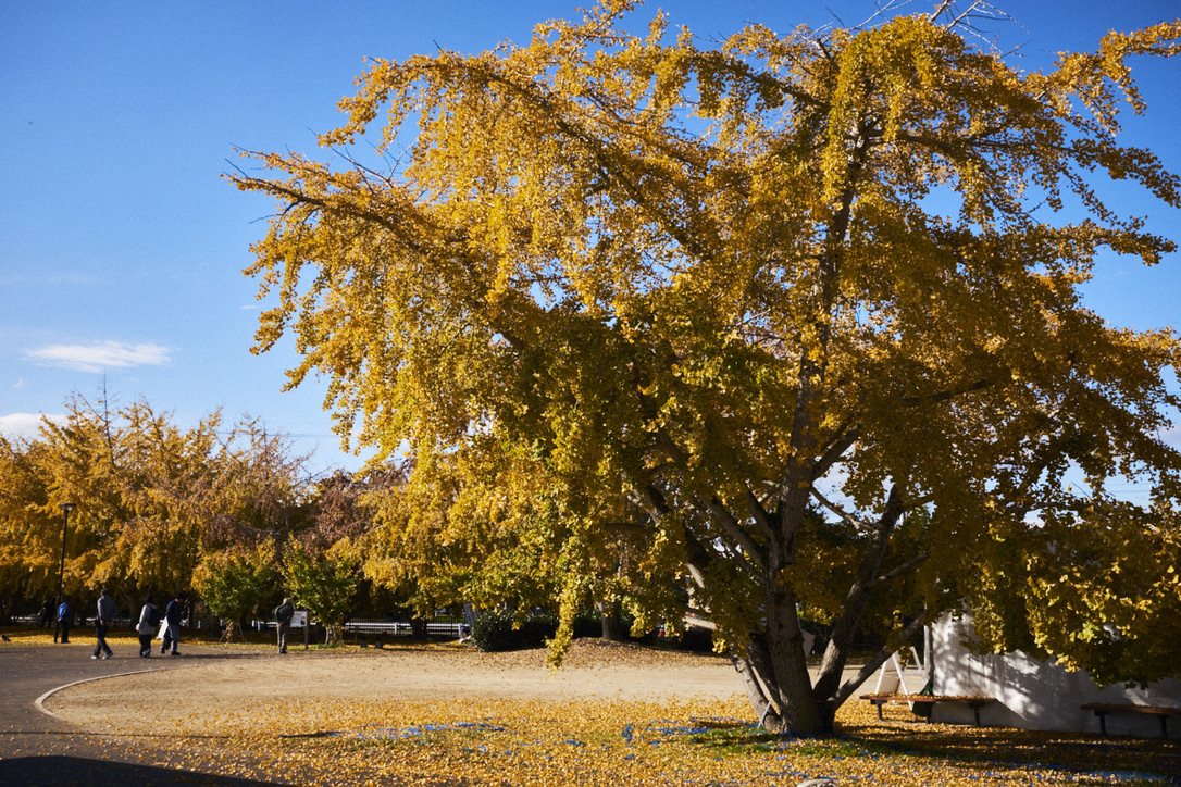 FUJIFILMのX100Fで銀杏スナップ | ひさブロ